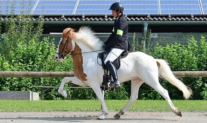 HIM: Futurity-Gold (T) für Gersemi und Svarta-Perla