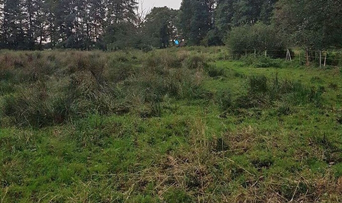 Tödlicher Irrtum: Jäger erschießt Islandpferd