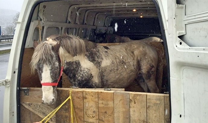 Polizei befreit Isländer aus Schleuser-Kastenwagen