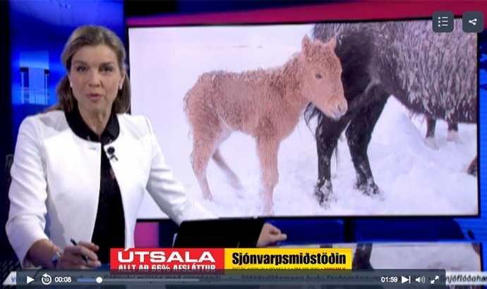 Fohlengeburt zum Fest: Video aus Island-TV