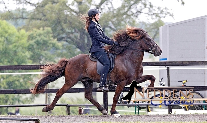 Kronshof: Emilie/Sasha holen F1/T1-Gold nach DK