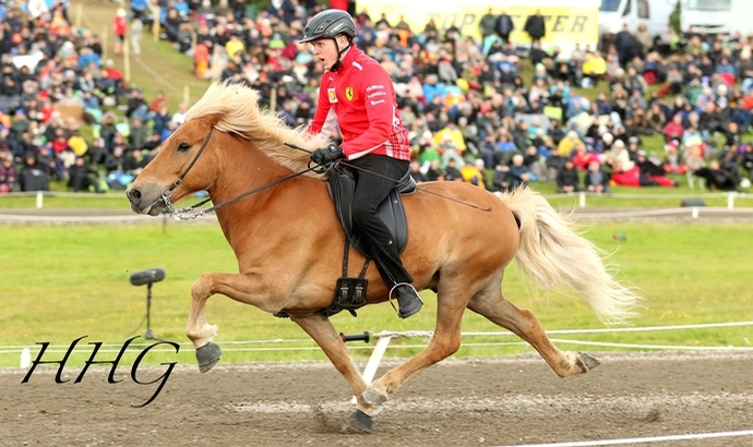 Skeiðleikar-Saisonfinale: Gold für Konráð und Davíð