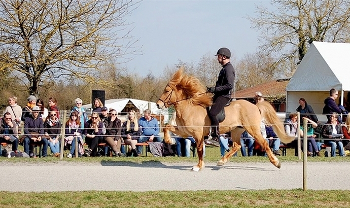 Vorsenzhof: Highlights der Hengstschau / Video