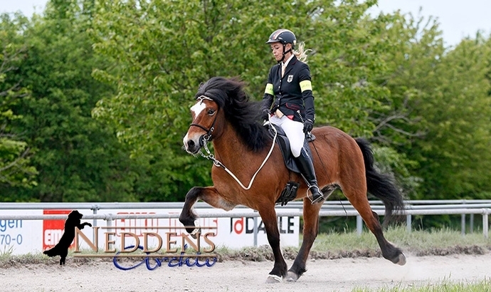 Lingen: Johanna und Fönix brillieren im T2-Finale