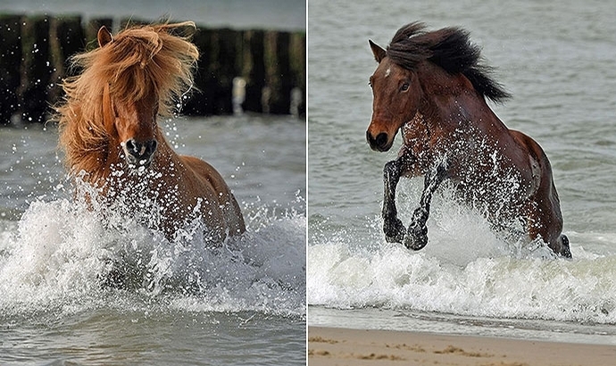 Nordsee mit Seepferdchen: ein Riesen-Erlebnis