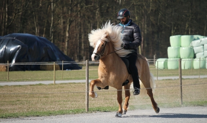 Vorsenzhof/Pfaffenbuck II: Top-Hengste & VK-Pferde