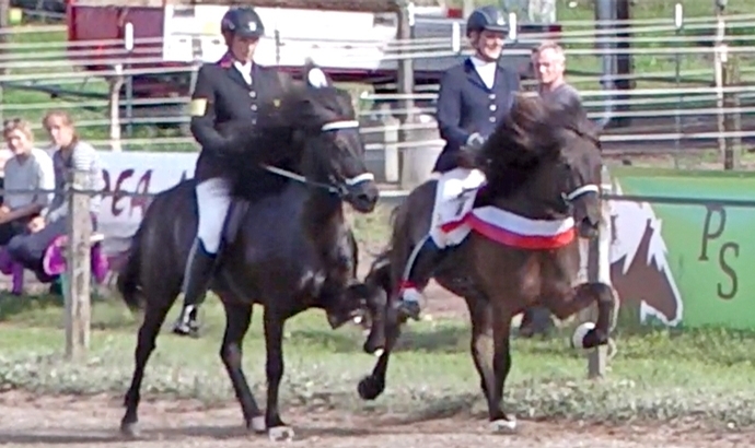 L’hof: Tölt-Gold für Steffi, Jocelyne, Vicky und Tony