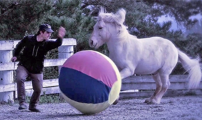 Miteinander von Pferd und Reiter, neues Steinar-Video