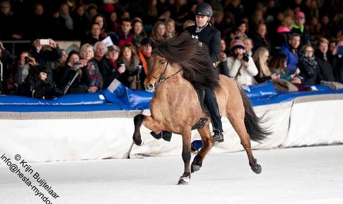 IceHorse: Jói und Hnokki tölten zur Pole Position