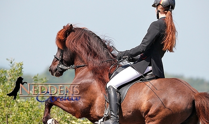 DJIM: Brynja, Frederike in F1 und V1 top / Updates