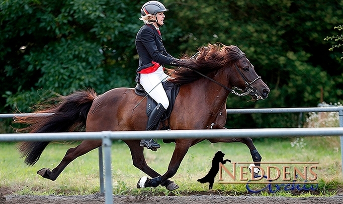 Lingen-PP1: Vicky/Beggi 1a, Kanill/Álfadís glänzen