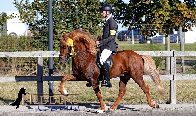 Passchampionat: Gold für Dennis, Josefin und Alice