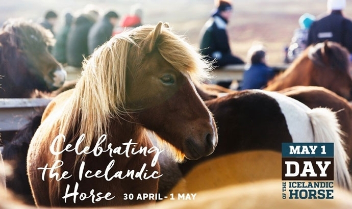 1. Mai ab sofort offiziell ‘Tag des Islandpferdes’
