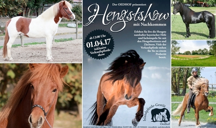 Oedhof: Top-Hengste und Verkaufspferde SA ab 12