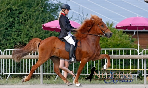 DJIM live: Kim mit T1-Glanz, P2-Gold: Elisa/Vivien/Svenja