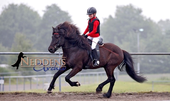 Lingen: Winkler führt V2 an, Futurity-Gold: Lena & Toke
