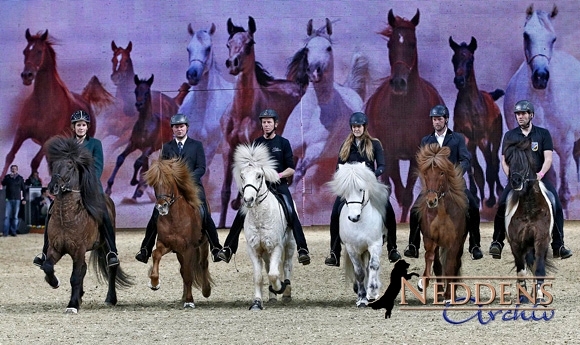 Equitana: Keine Berührungsängste mit Tölt & Co. / Video