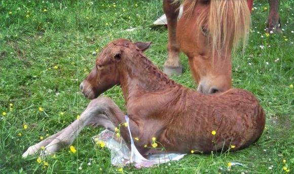 Geburtsdoku von Ástvaldur, Eure Fohlen-Pics, bitte!