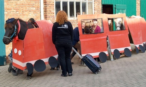 Islandpferde machen der Bahn Beine – Euer Voting zählt