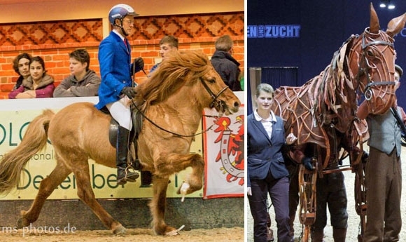 Hippologica ’13: Beggi hoch drei, Besucherrekord in Berlin