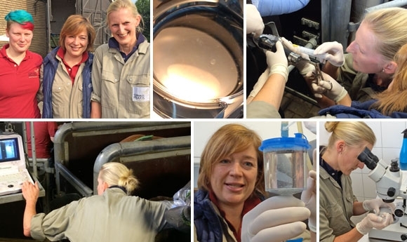 Embryotransfer live: Spannende Exklusiv-Dokumentation