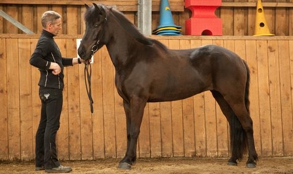 FIZO Norderheide: Jarl mit dem besten Exterieur
