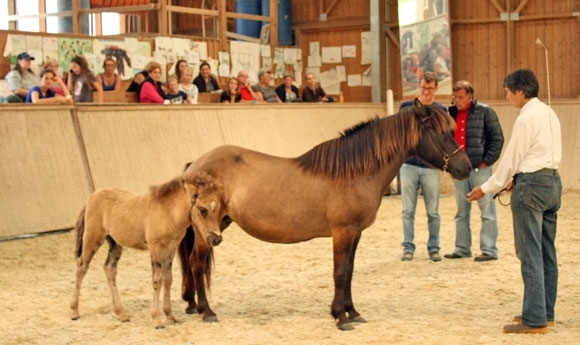 Fohlenreise in Austria: Eldglans von Mooskirchen top