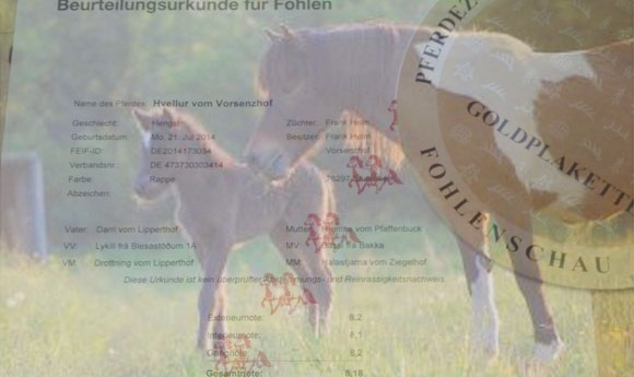 Jubel in Stutensee: Vier ‘vergoldete’ Vorsenzhof-Fohlen