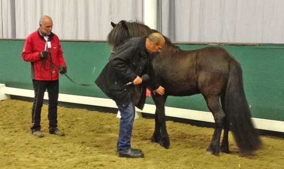 Handorf: Lena toppt T7, Andreas T8, Rasputin Körsieger