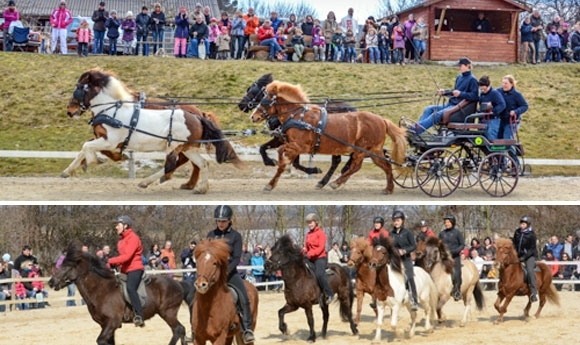 Full House am Hirtenhof: Tölt-Begeisterung in Wehrheim