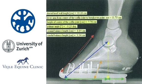 Aktuelle ‘FEIF Hoof Study’: Ergebnisse und Empfehlungen