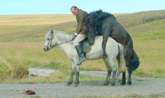 Ganz großes Kino: ‘Hross í oss’ eine Ode ans Islandpferd