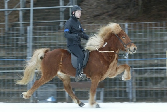 icehorse: Frauke toppt T1 (7,80), T2-Führung für Aggi