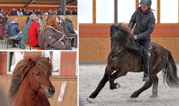 Hengstschau am Kronshof: Glanzvolle Stars & Newcomer