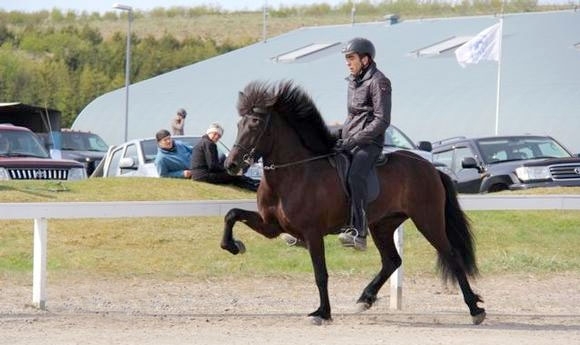 H’fjörður: Kolgríma, Hnit, Veisla und Blökk die Top-Stuten
