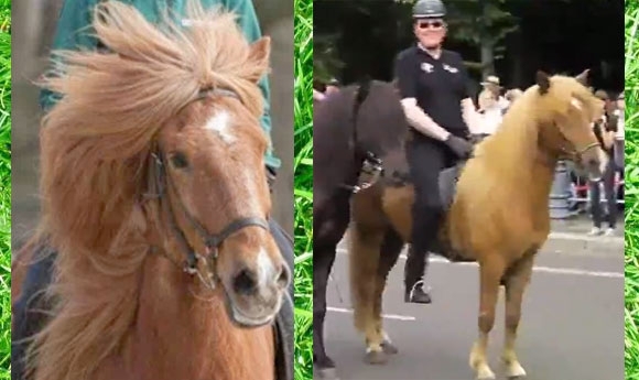 ‘Breitensportler’ gesucht: hier kommt Schulpferd Lukas
