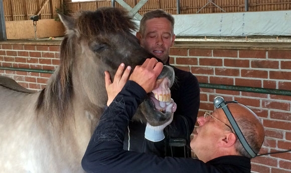 FIZO Norderheide: Bestes Exterieur bei Snjall från Örvik