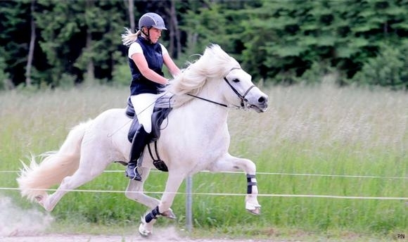 Leibsdorf: Carina & Frami heiß auf Herning, Updates
