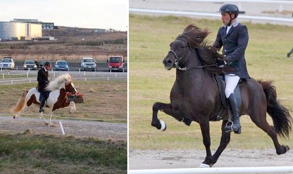 Reykjavík live: Árni Björn und Stormur auf T1-Goldkurs