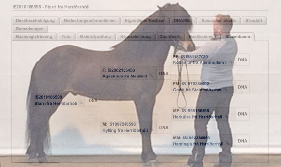 FIZO Wurz: 5j. Starri mit bärenstarker Star-Qualität