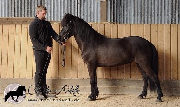 FIZO V’hof: Pfaffenbuck-Stuten mit Beauty + Wumms