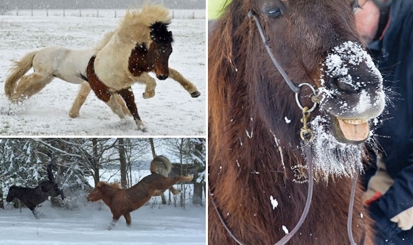 Winter-Album Nr. 2: Viel Spaß mit frischen Flocken-Pixeln