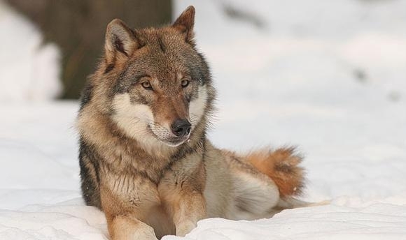 Wolf: Kein DNA-Nachweis beim toten Islandfohlen