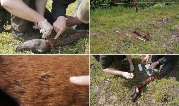 Wolf reißt Fohlen, Rudel auf gefährlichem Vormarsch