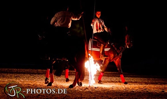 Action im Westen: Islandpferde im Landgestüt Zweibrücken
