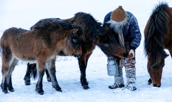 Jólasaga HOI: Giljagaur bragðar kaplamjólk