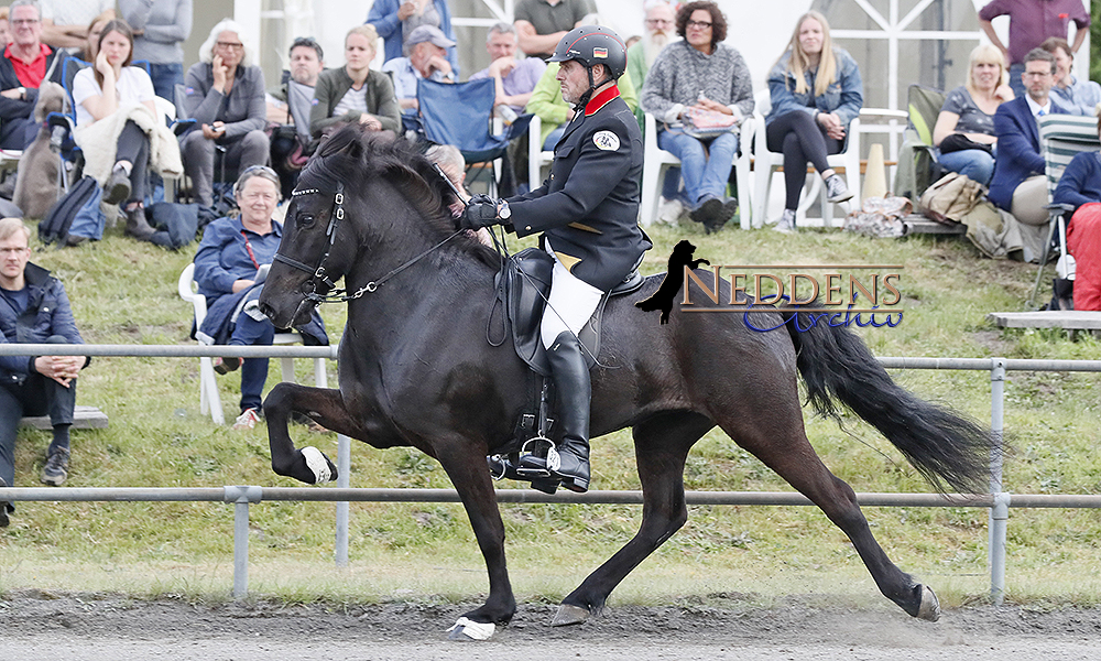 Lingen: Karly souverän auf Goldkurs im Töltpreis