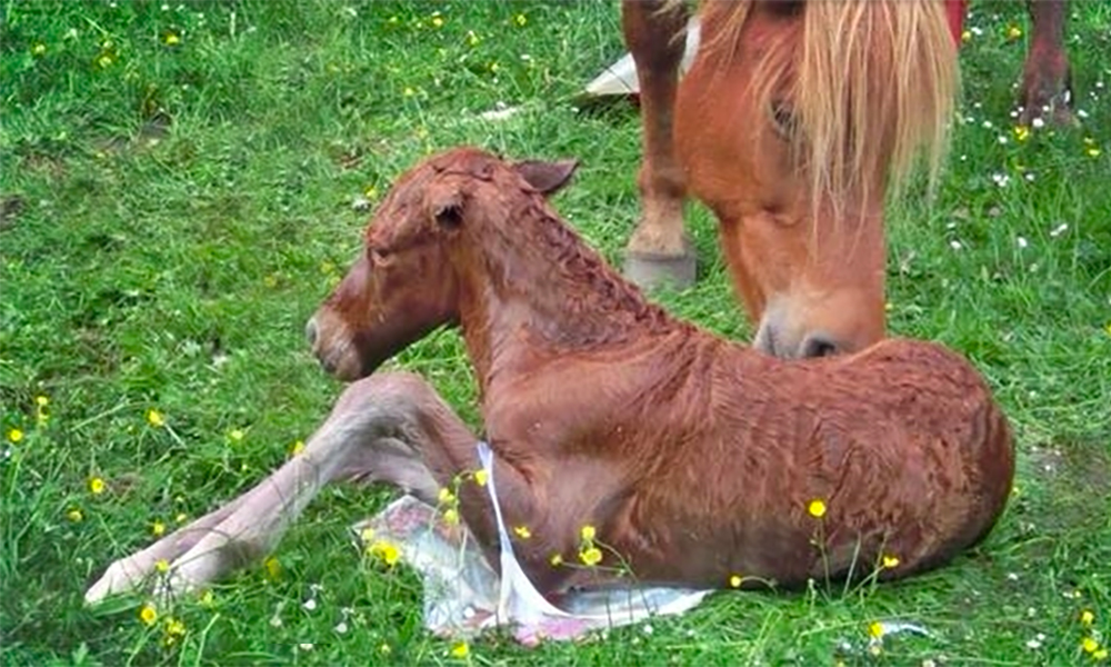 Ankunft der Pferdekinder: Vor/nach der Fohlengeburt