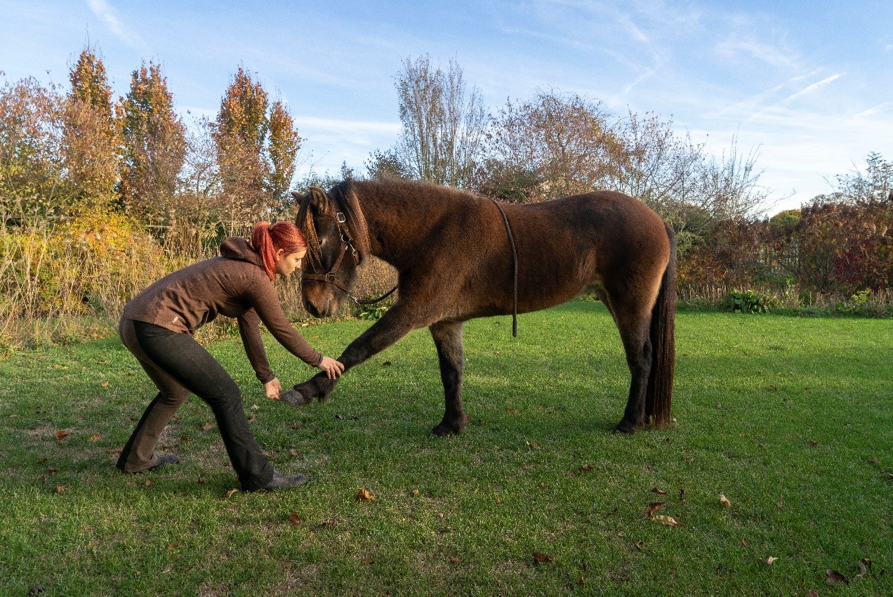 Stretching your horse written by horse physiotherapist Tina Hendrickx