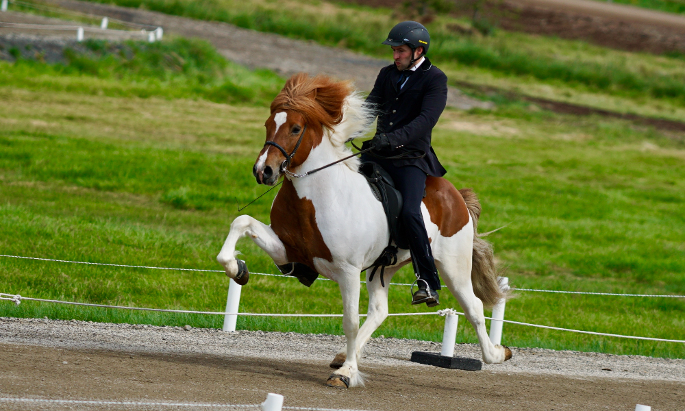 Interview with Master Rider Árni Björn Pálsson